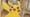 A close up of the artwork of the Pikachu at the Museum Pokémon card